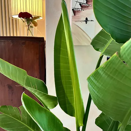 Alesi Hotel Malcesine