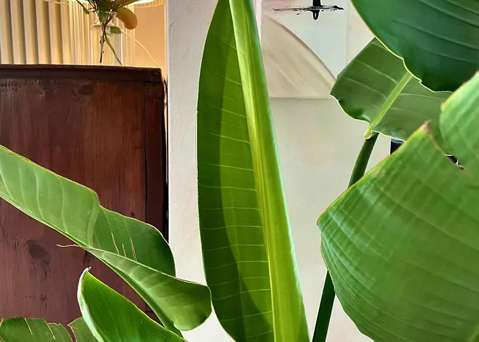 Alesi Hotel Malcesine